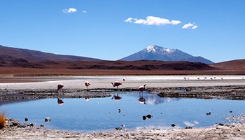 Laguna Hedionda Salar de Uyuni